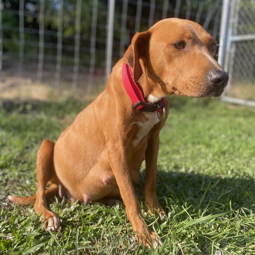 Ula Ula AIR-Stray-11741, an adoptable Mixed Breed in Keaau, HI, 96749 | Photo Image 2