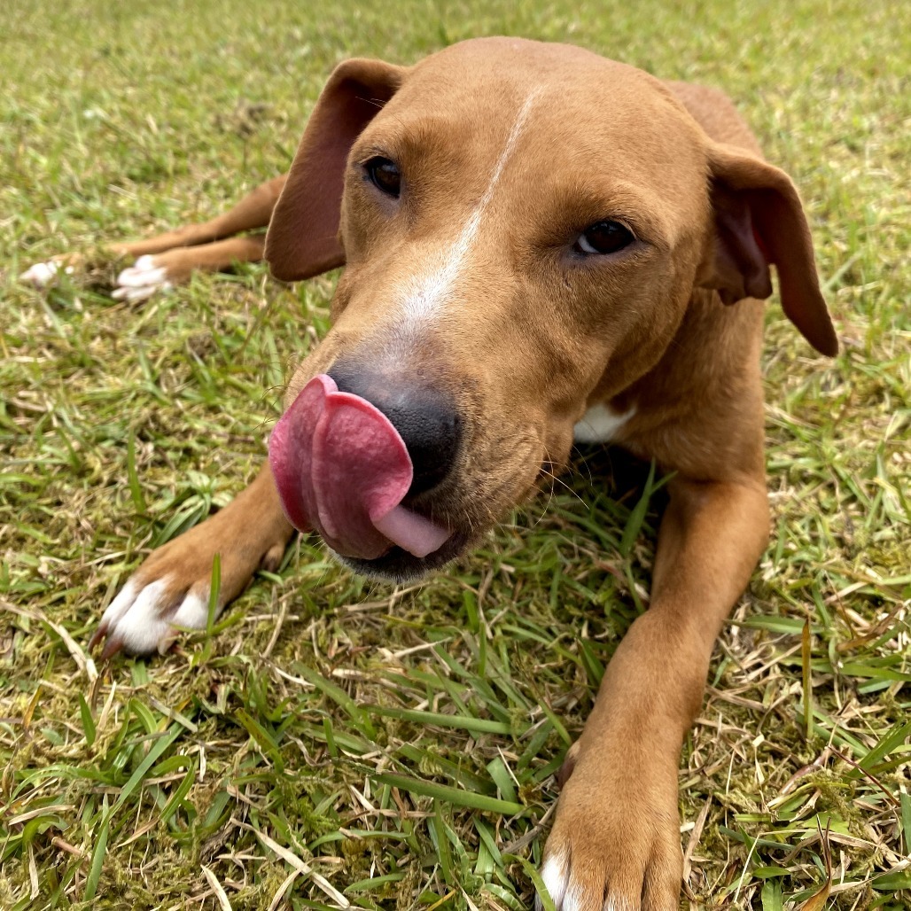 Ula Ula AIR-Stray-11741, an adoptable Mixed Breed in Keaau, HI, 96749 | Photo Image 3