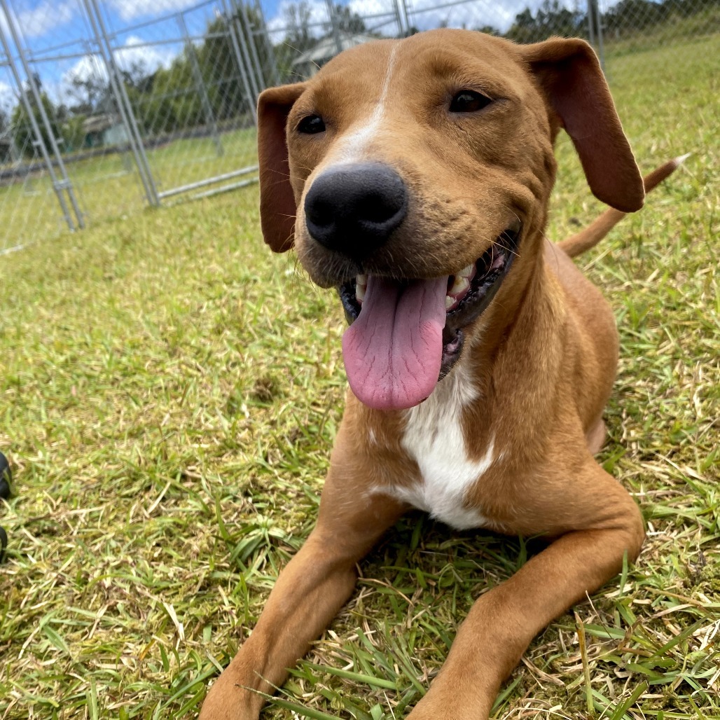 Ula Ula AIR-Stray-11741, an adoptable Mixed Breed in Keaau, HI, 96749 | Photo Image 4