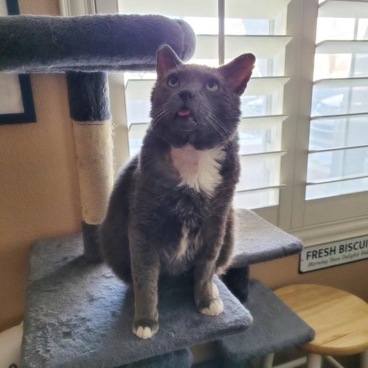 Oscar, an adoptable Domestic Short Hair in Las Vegas, NV, 89122 | Photo Image 1