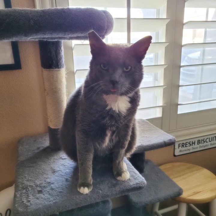 Oscar, an adoptable Domestic Short Hair in Las Vegas, NV, 89122 | Photo Image 2