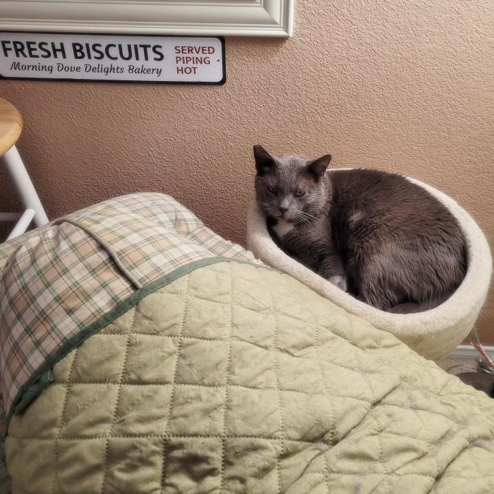 Oscar, an adoptable Domestic Short Hair in Las Vegas, NV, 89122 | Photo Image 3