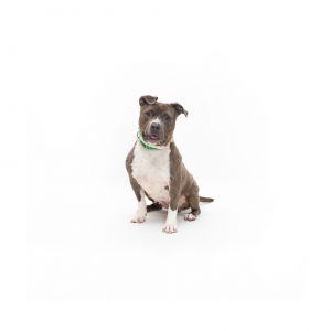 Meet Blossom a sweet and snuggly senior pup looking for a loving home She arrived at PetSpace in F