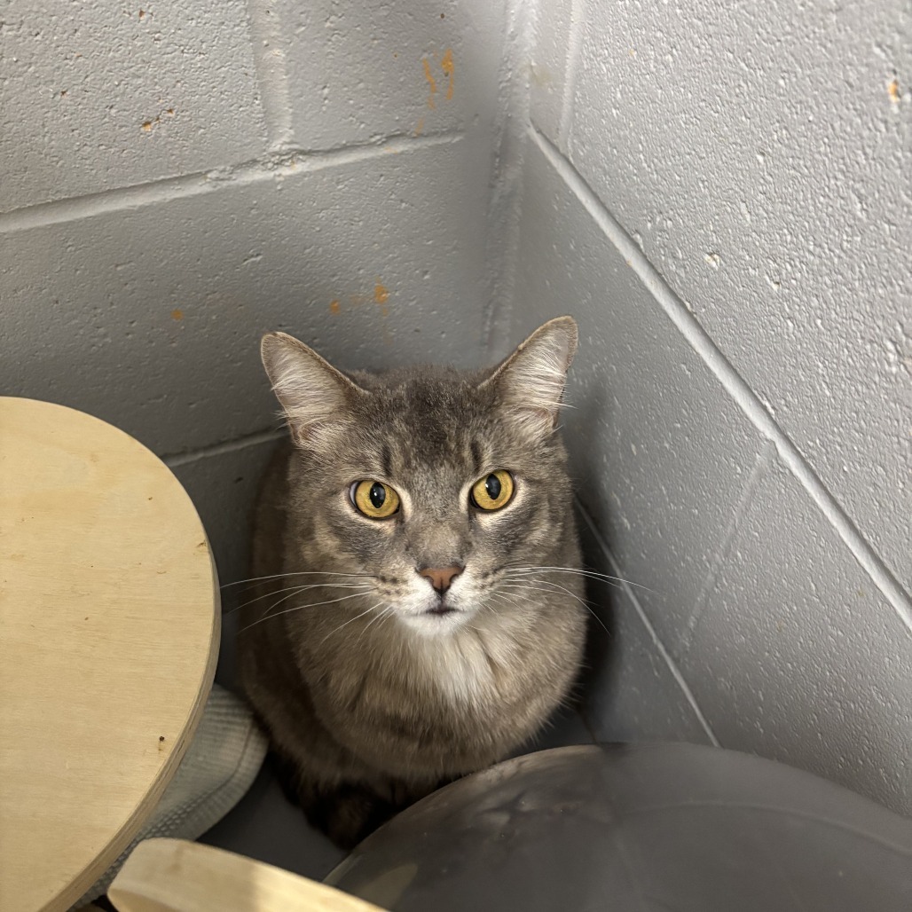 pudge, an adoptable American Shorthair in Enterprise, AL, 36330 | Photo Image 1