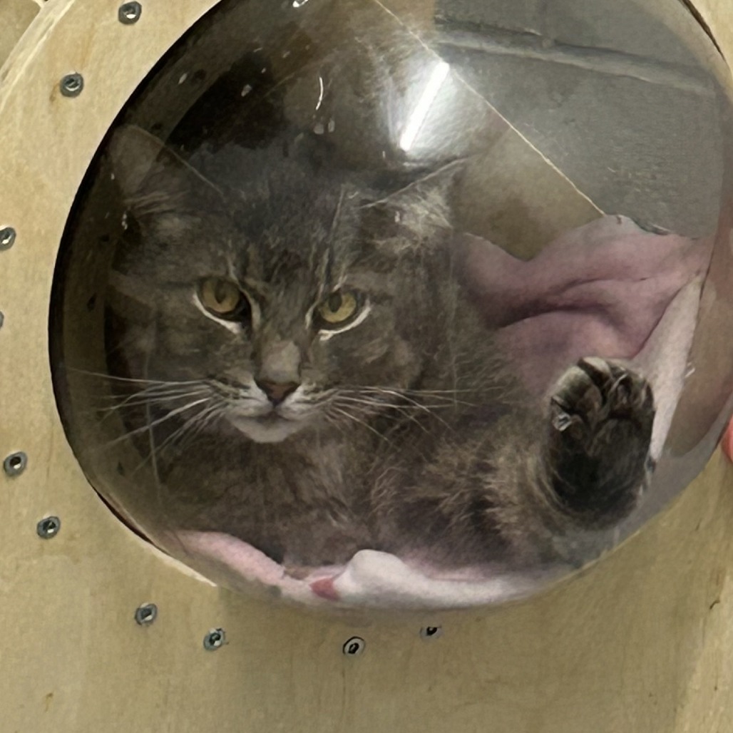 pudge, an adoptable American Shorthair in Enterprise, AL, 36330 | Photo Image 2