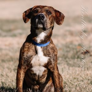 Leroy, Young Male Pit Bull Terrier