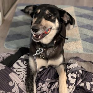 Moose, Adult Female Mixed Breed