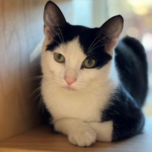 Scooter, Young Female Domestic Short Hair