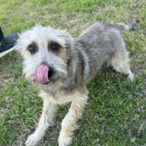 Meet Jynx Jynx is a lively and affectionate 2 -year-old 25-pound Schnauzer Terrier mix with a big 