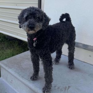 Meet Winston Miles Winston Miles is a 16-pound 9-year-old Miniature Poodle with a heart full of lo