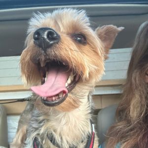 Meet Ringo Ringo is a lovable 6 -year-old 12-pound Yorkie with a heart full of affection He came 