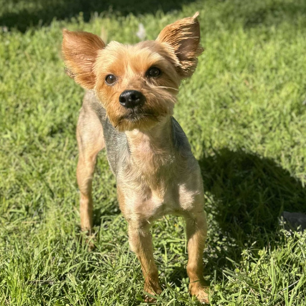 Bevo Ringo
