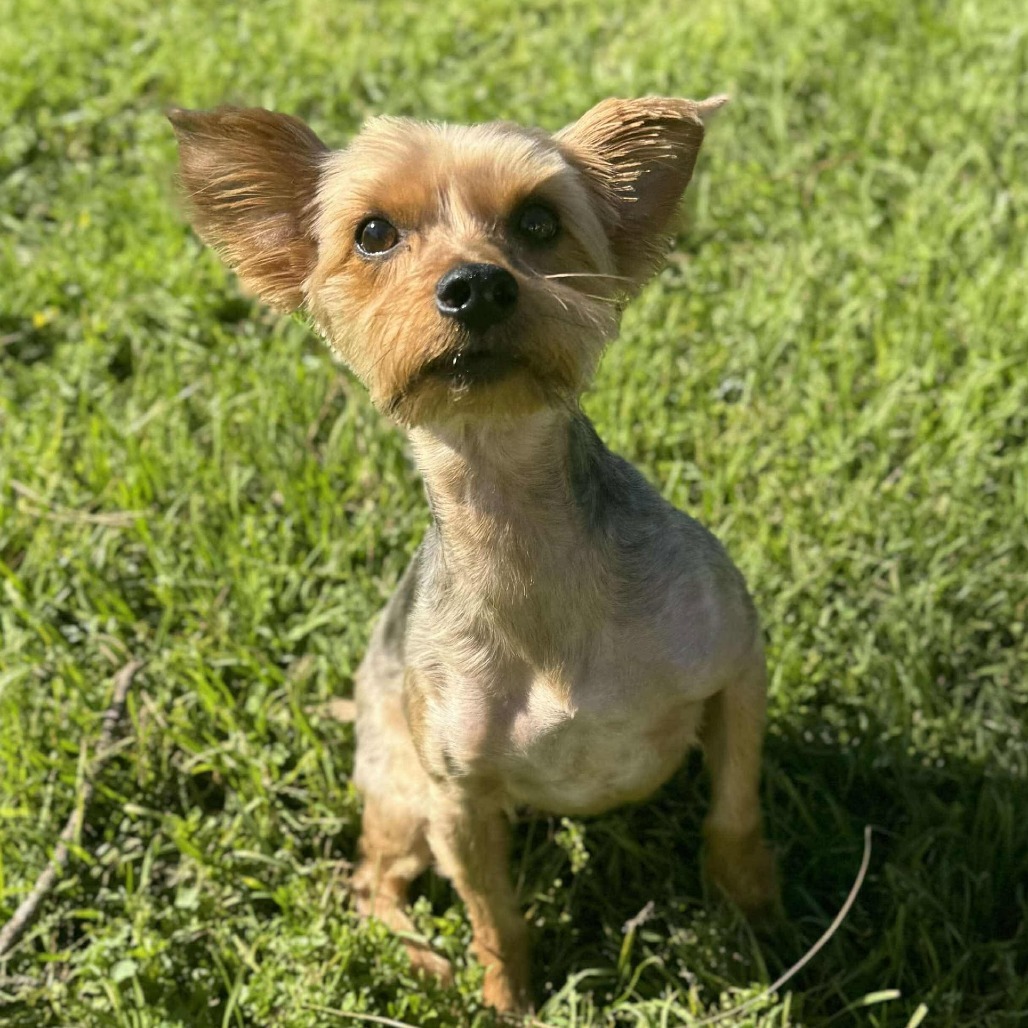 Bevo Ringo
