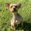 Bevo Ringo photo 4