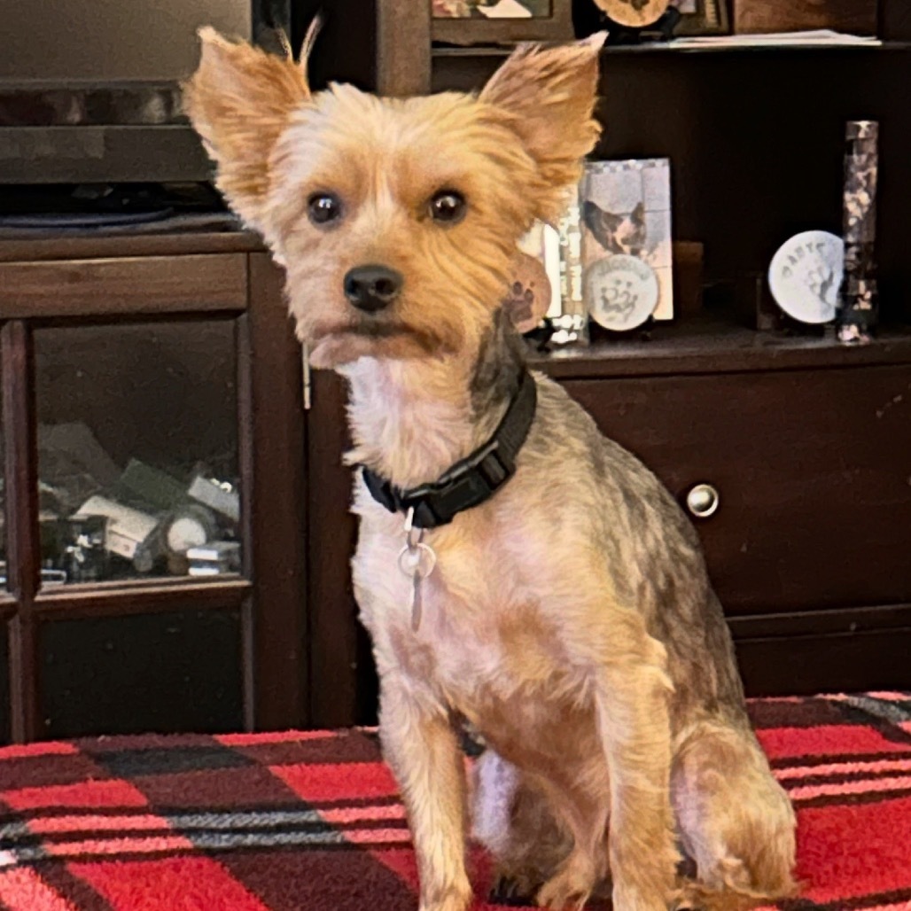Bevo Ringo