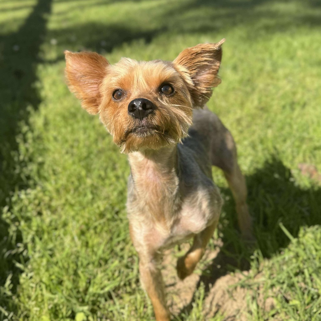 Bevo Ringo