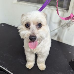 Lucky Bow is a 9-year-old 14-pound Maltese-Yorkie mix with a heart full of love and a personality t