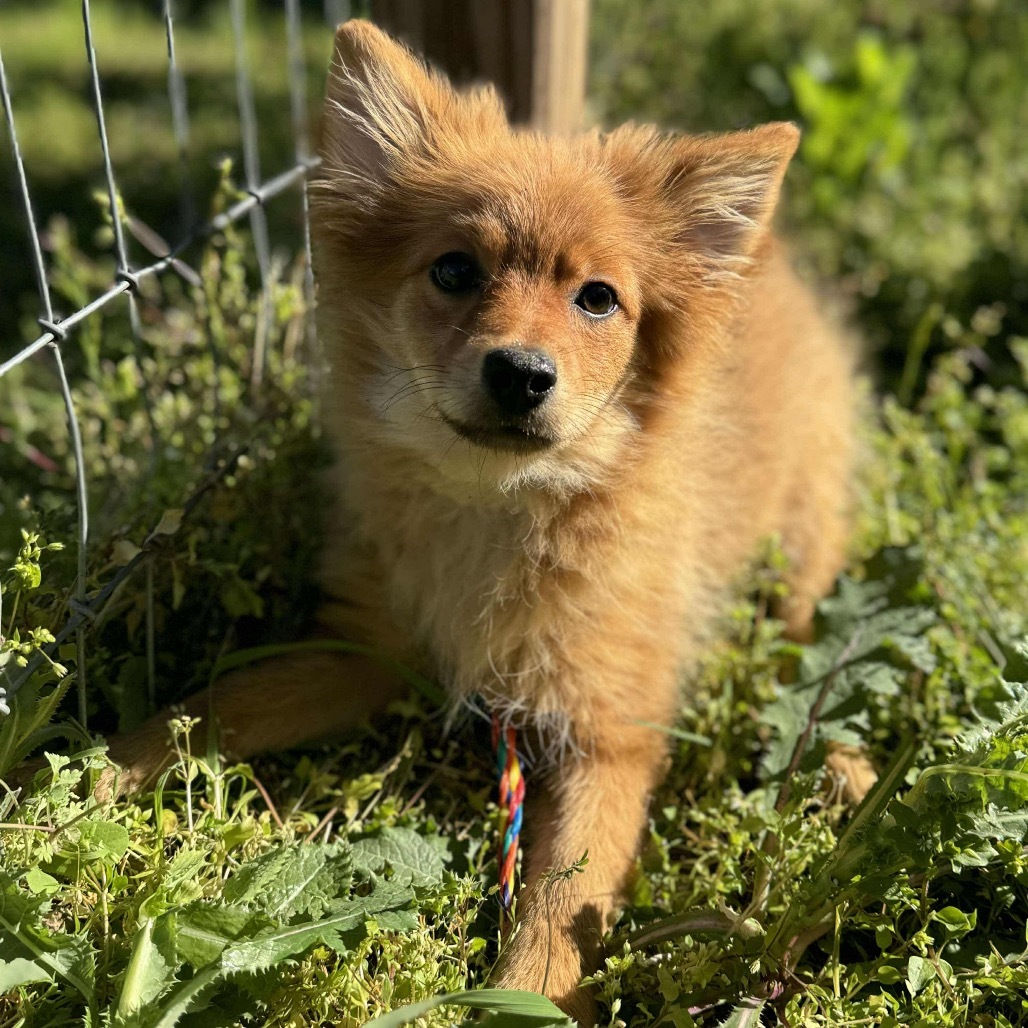 Zoro