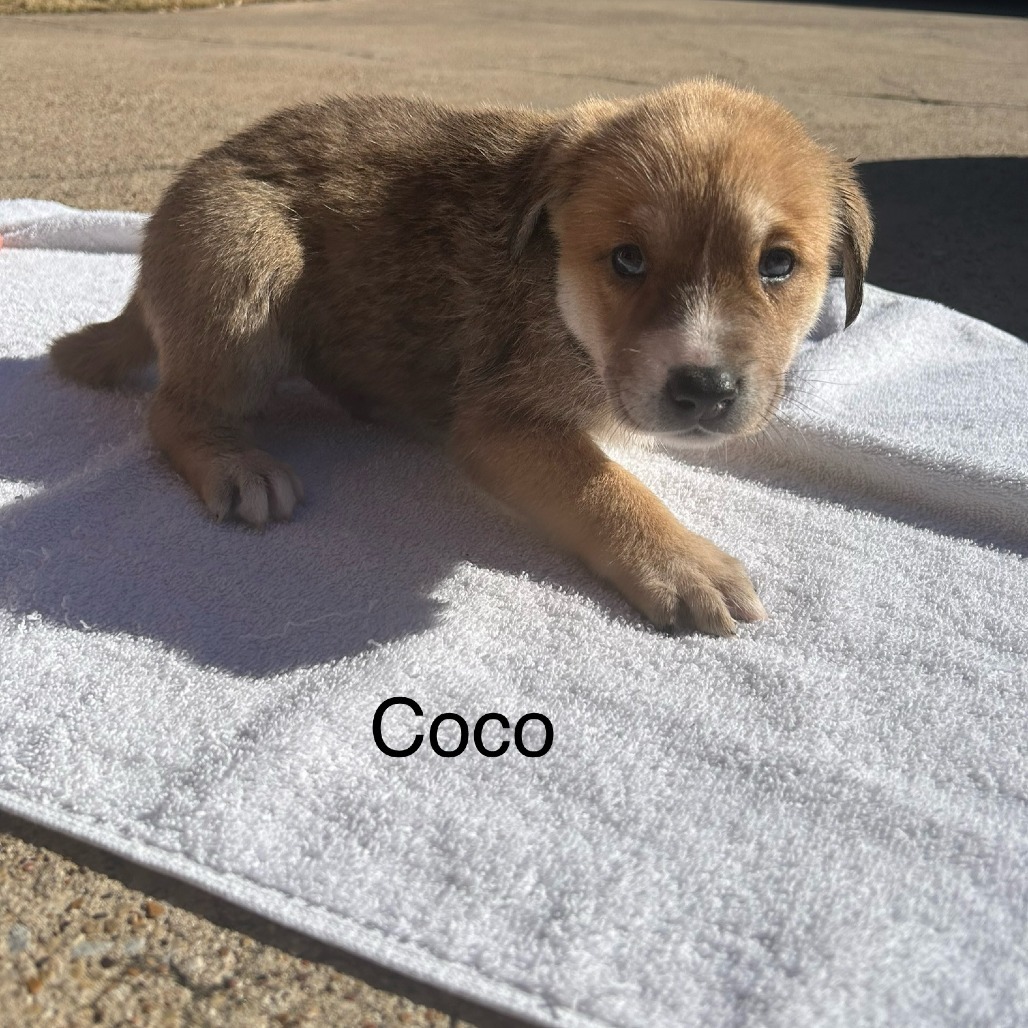Coco Hudson