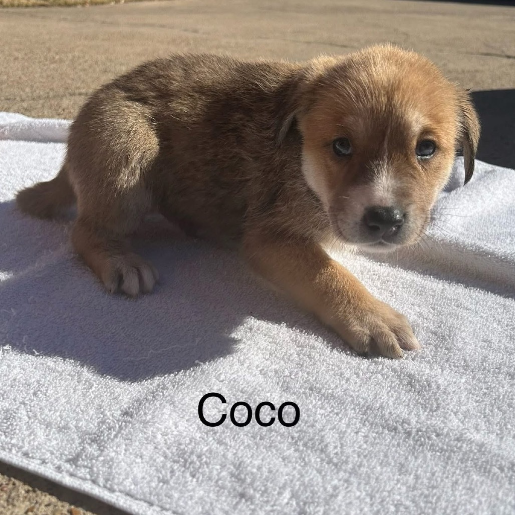 Coco Hudson