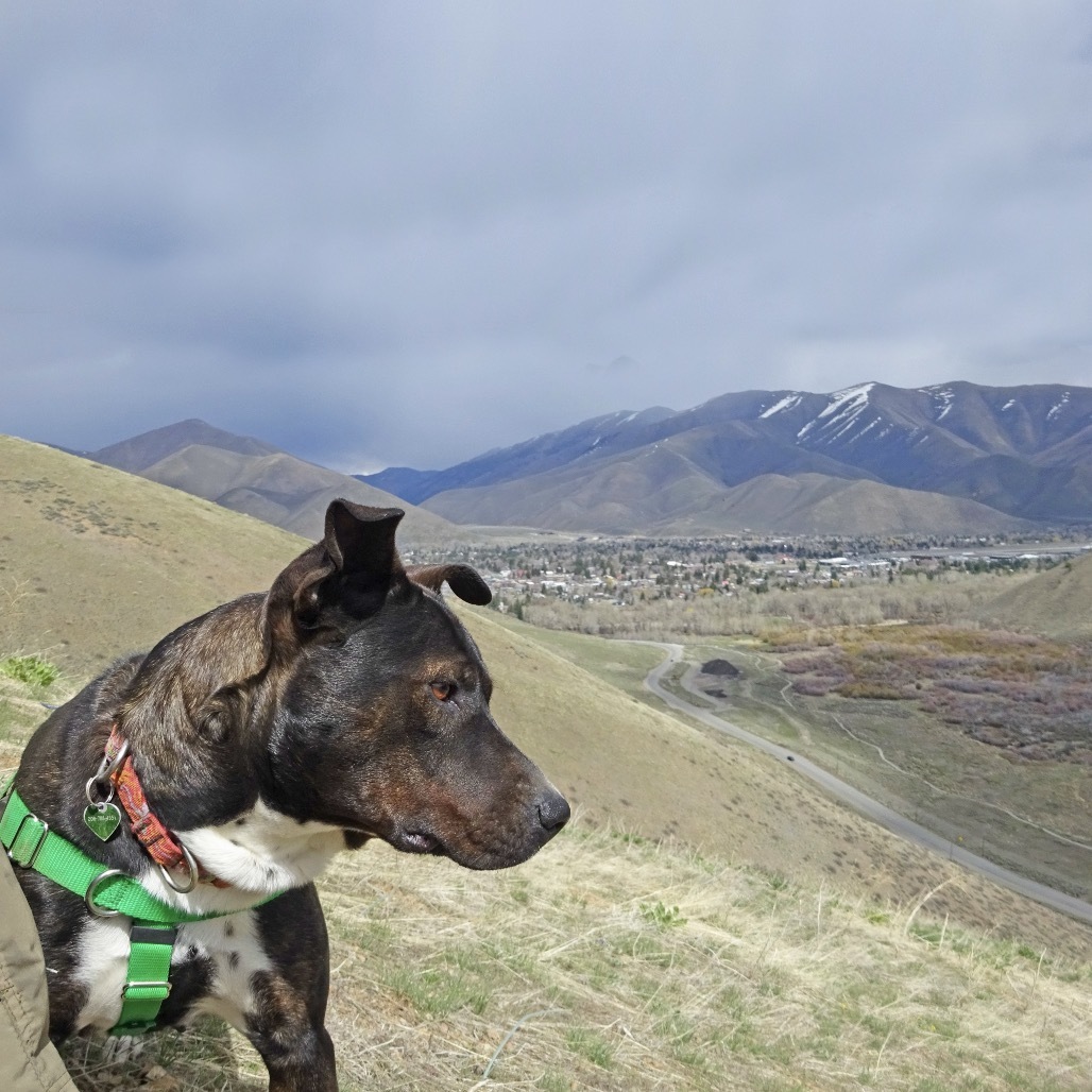 Katara, an adoptable Mixed Breed in Hailey, ID, 83333 | Photo Image 1