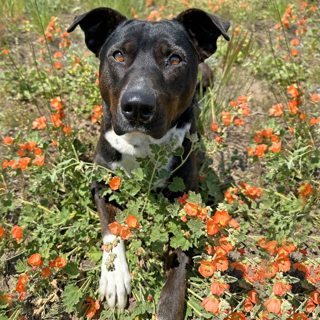 Katara, an adoptable Mixed Breed in Hailey, ID, 83333 | Photo Image 1