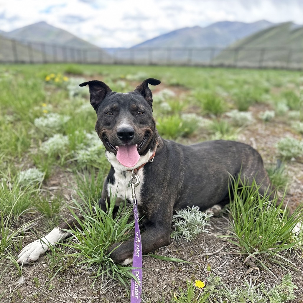 Katara, an adoptable Mixed Breed in Hailey, ID, 83333 | Photo Image 1