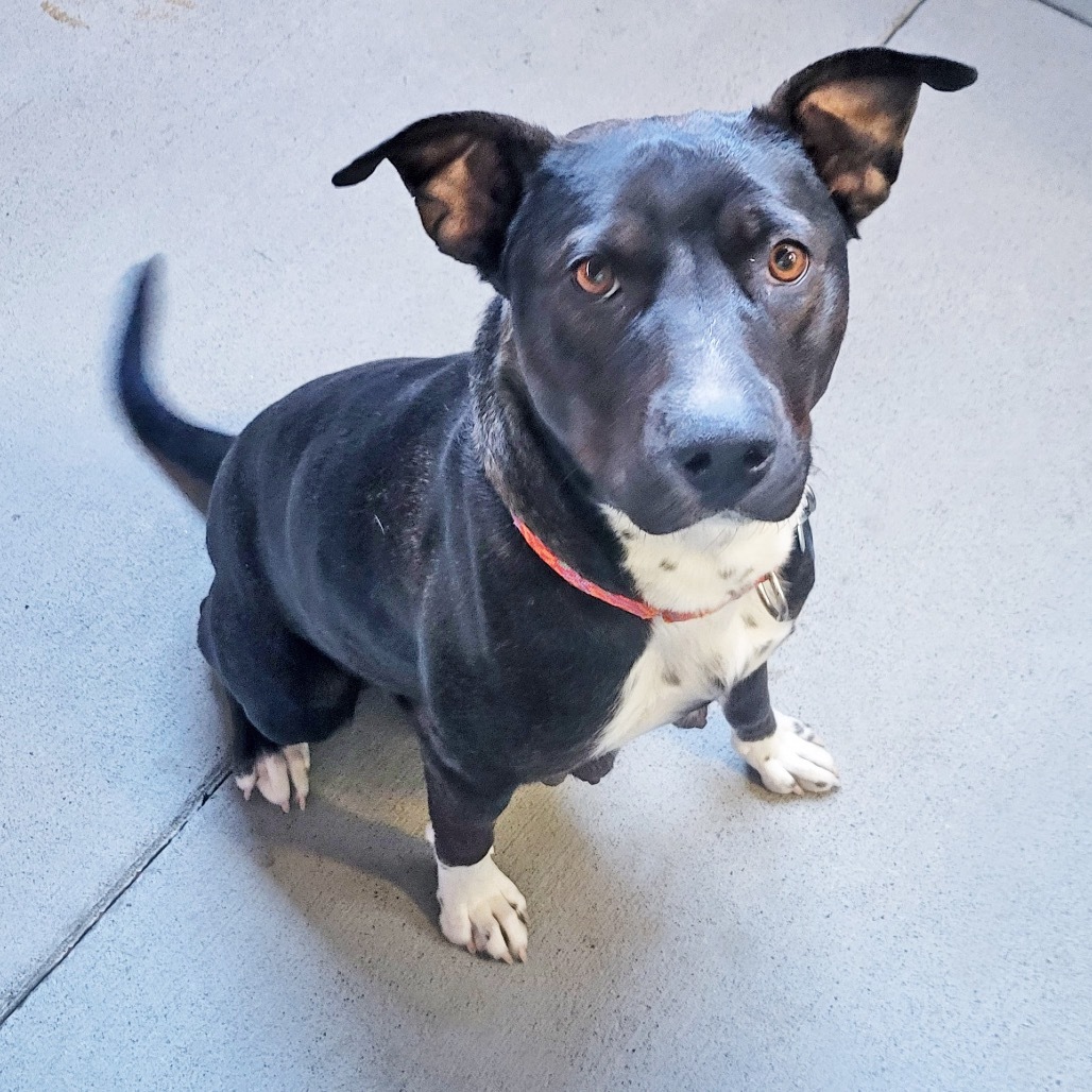 Katara, an adoptable Mixed Breed in Hailey, ID, 83333 | Photo Image 2