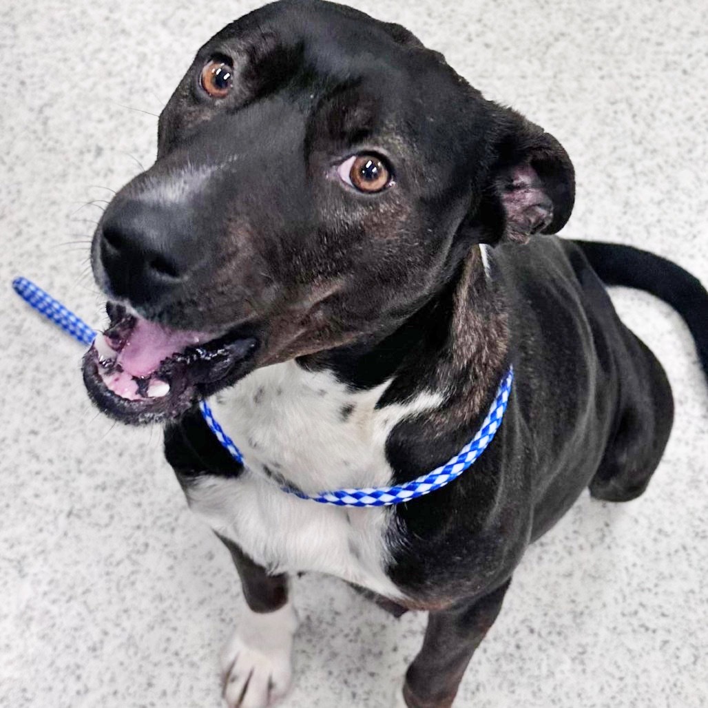 Katara, an adoptable Mixed Breed in Hailey, ID, 83333 | Photo Image 3