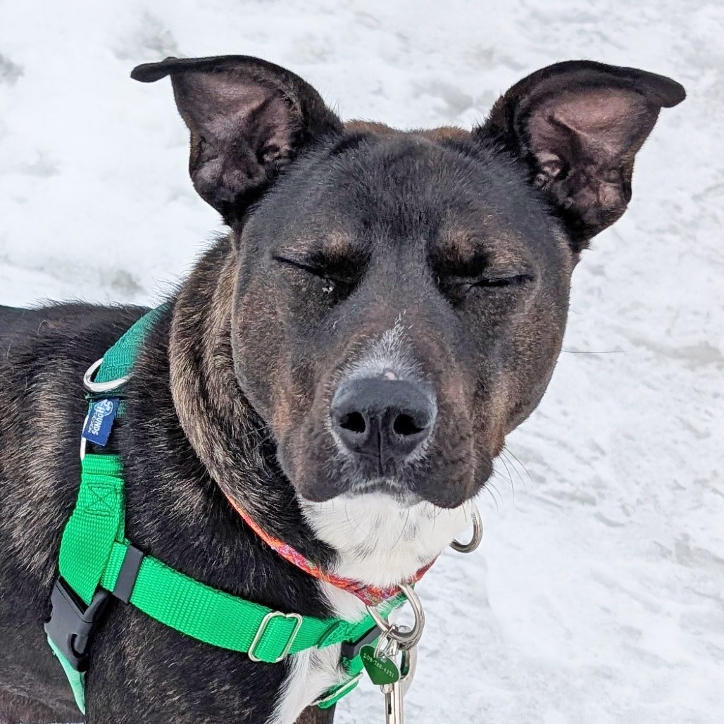 Katara, an adoptable Mixed Breed in Hailey, ID, 83333 | Photo Image 4