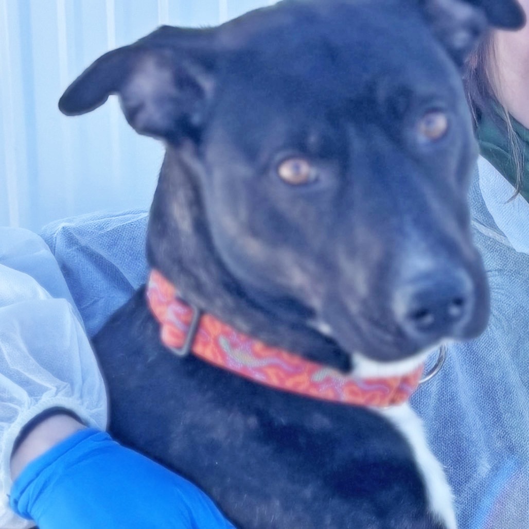 Katara, an adoptable Mixed Breed in Hailey, ID, 83333 | Photo Image 5