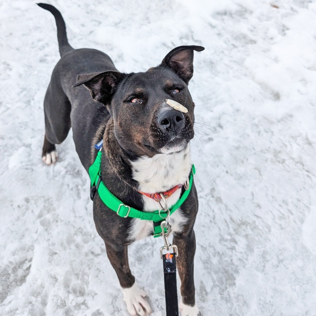Katara, an adoptable Mixed Breed in Hailey, ID, 83333 | Photo Image 5