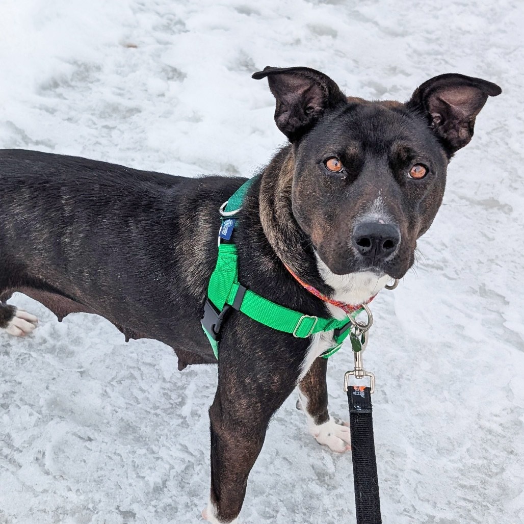 Katara, an adoptable Mixed Breed in Hailey, ID, 83333 | Photo Image 6