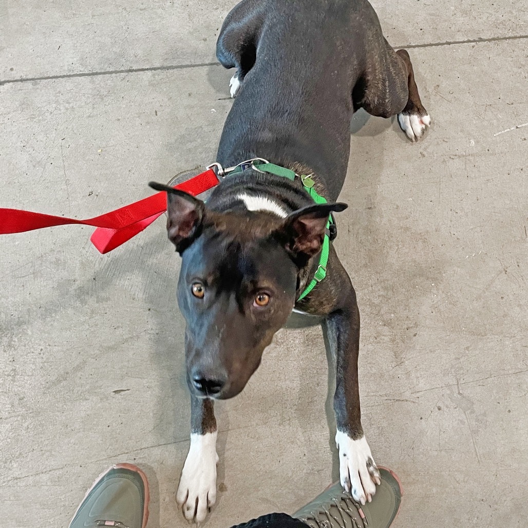 Katara, an adoptable Mixed Breed in Hailey, ID, 83333 | Photo Image 6