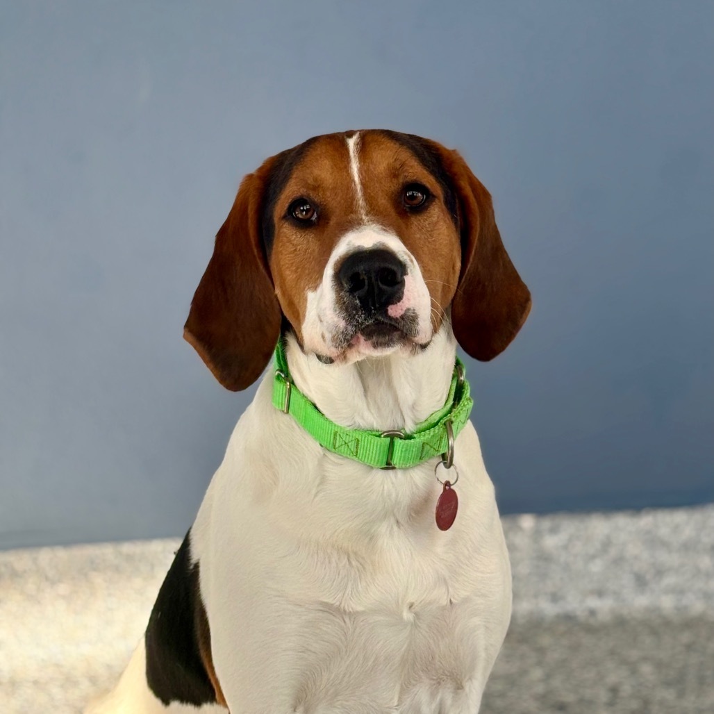 Copper, an adoptable Mixed Breed in Great Falls, MT, 59404 | Photo Image 1