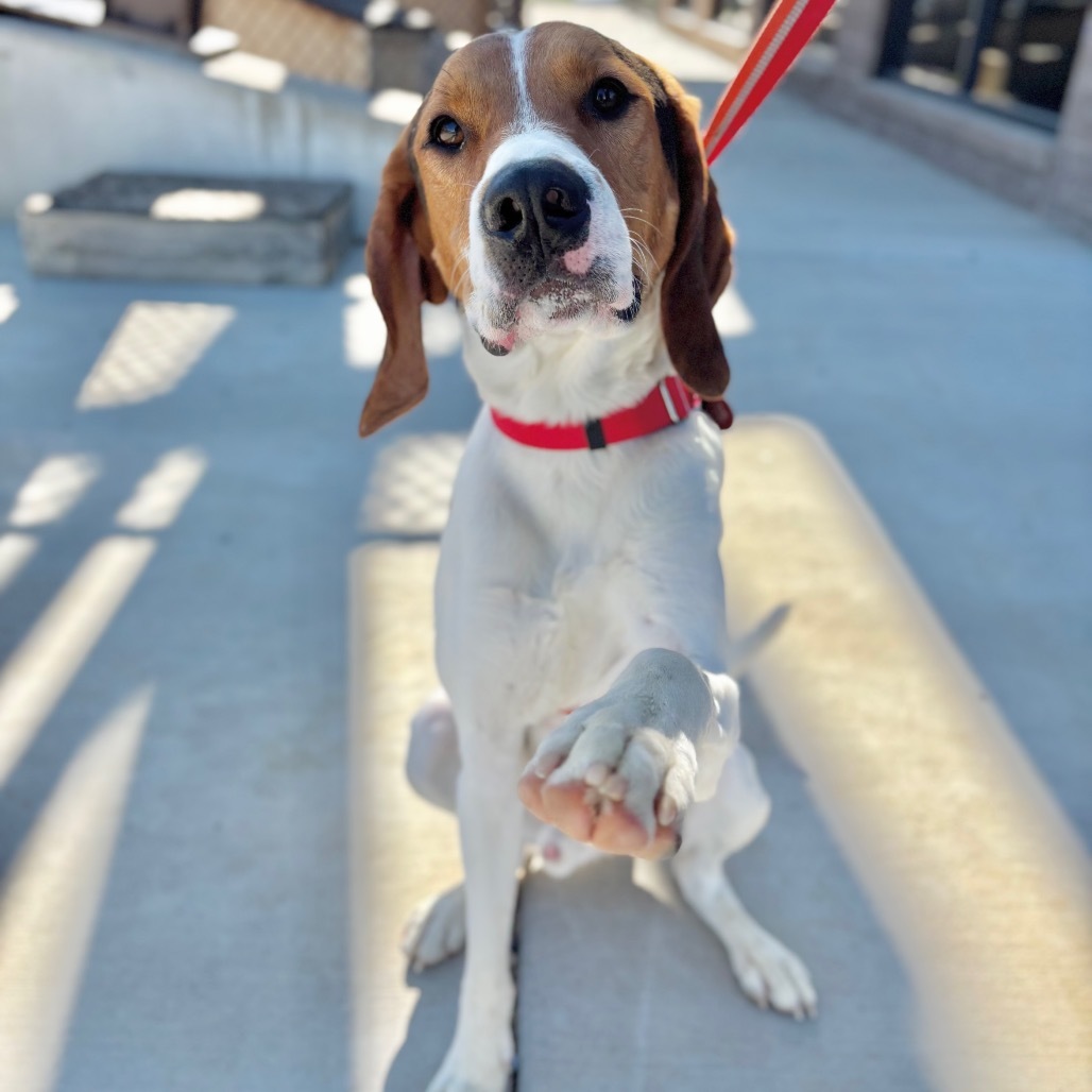 Budi, an adoptable Mixed Breed in Great Falls, MT, 59404 | Photo Image 1