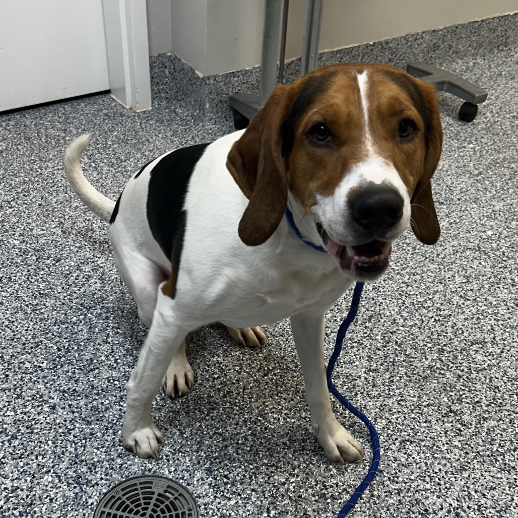 Copper, an adoptable Mixed Breed in Great Falls, MT, 59404 | Photo Image 2
