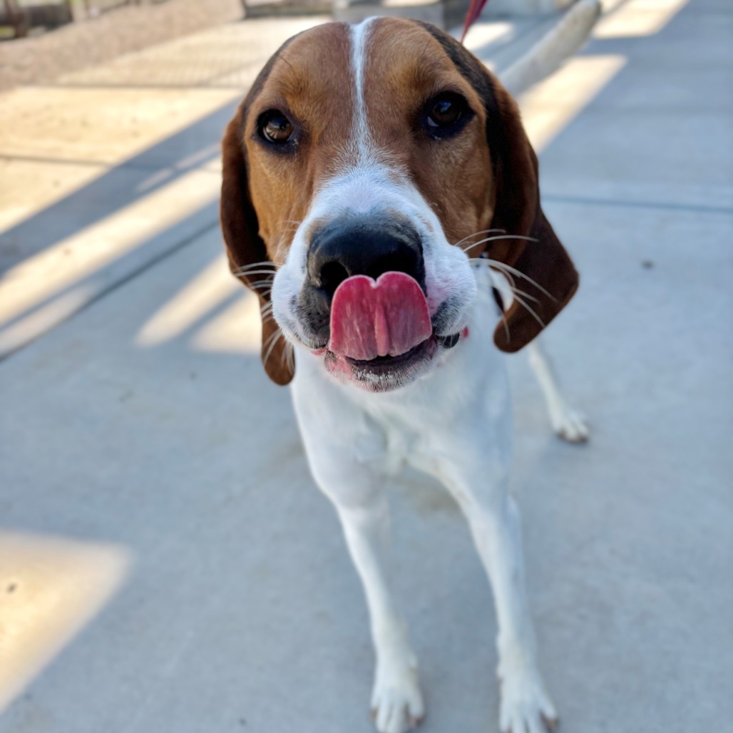 Budi, an adoptable Mixed Breed in Great Falls, MT, 59404 | Photo Image 3