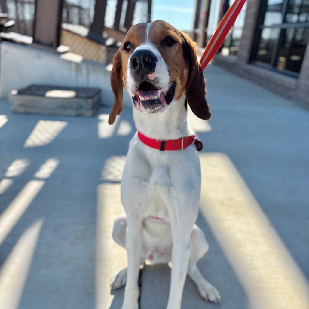 Budi, an adoptable Mixed Breed in Great Falls, MT, 59404 | Photo Image 4