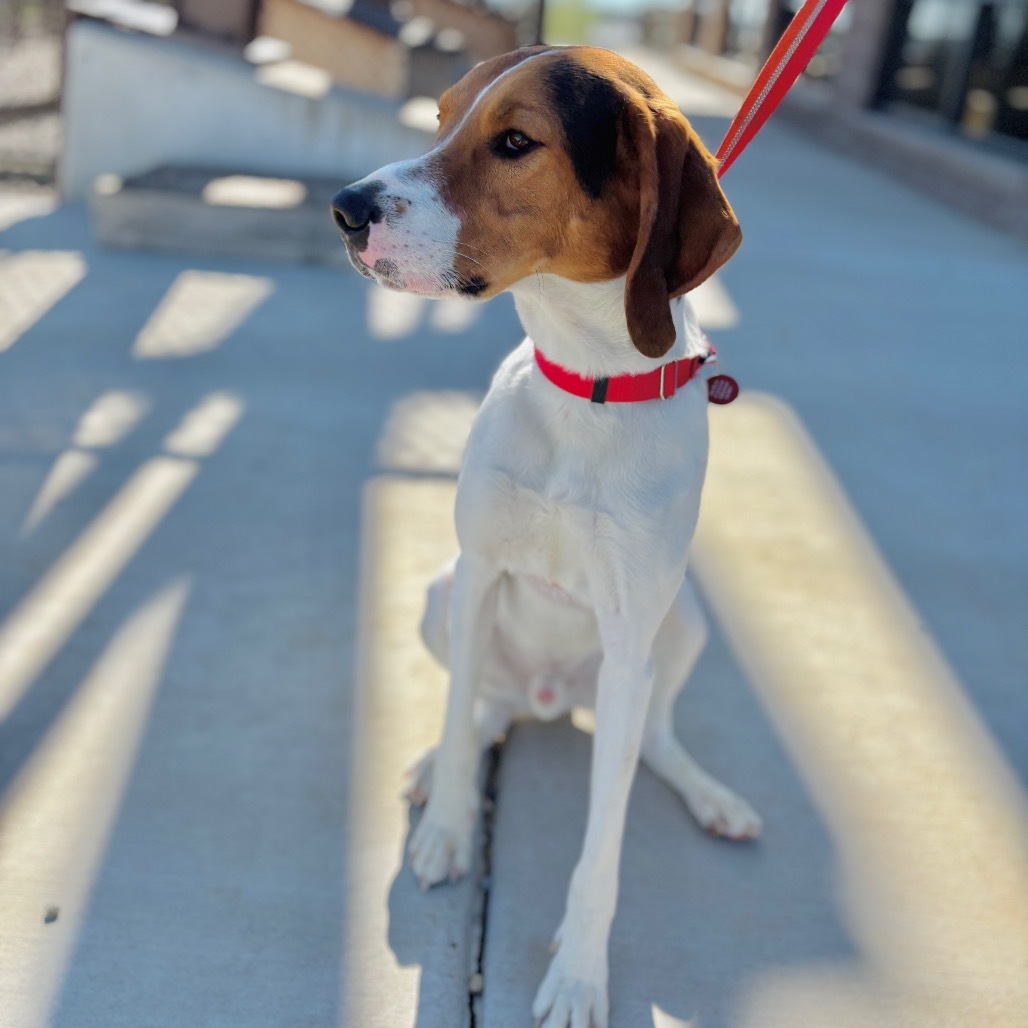 Budi, an adoptable Mixed Breed in Great Falls, MT, 59404 | Photo Image 5