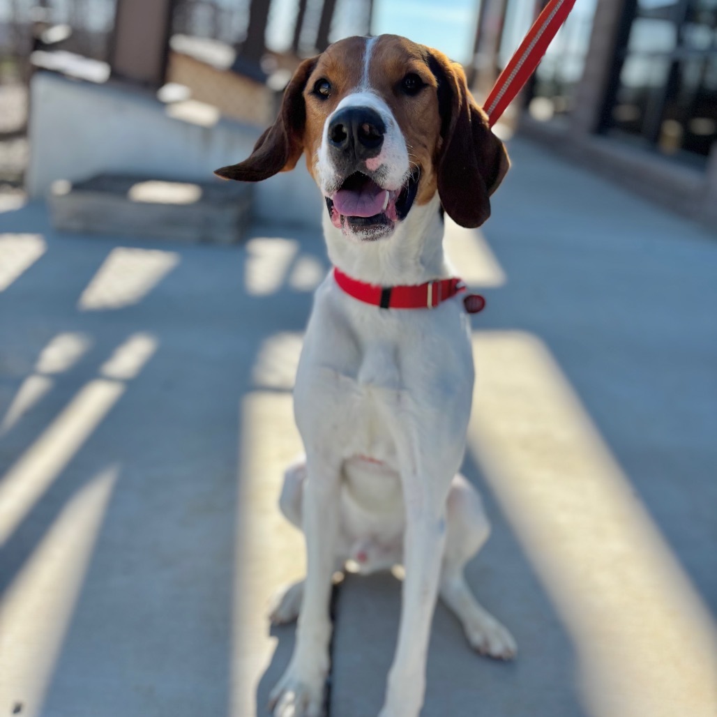 Budi, an adoptable Mixed Breed in Great Falls, MT, 59404 | Photo Image 6