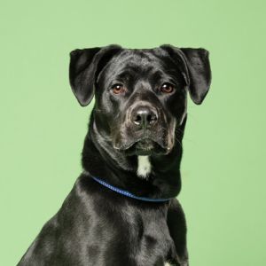 Doggie Parton Pit Bull Terrier Dog