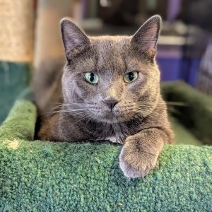 Sergei, Adult Male Domestic Short Hair
