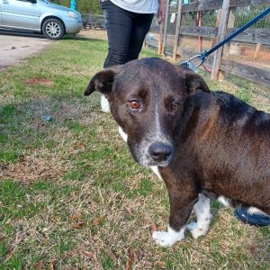Molly Kings Mountain, Adult Female Border Collie