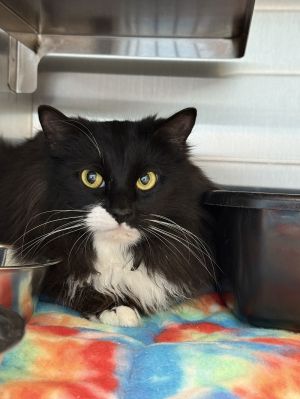 Vanta, Adult Male Maine Coon