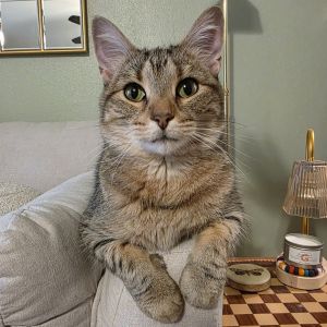 Ruby, Adult Female Domestic Short Hair