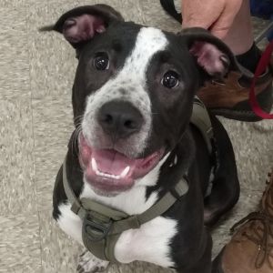 Severide, Baby Male Pit Bull Terrier