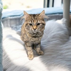 Gumdrop, Adult Female Domestic Short Hair