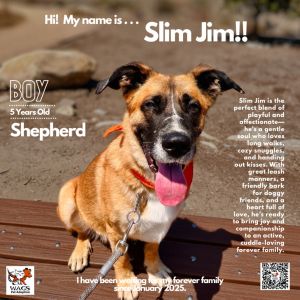 Slim Jim, Adult Male Shepherd
