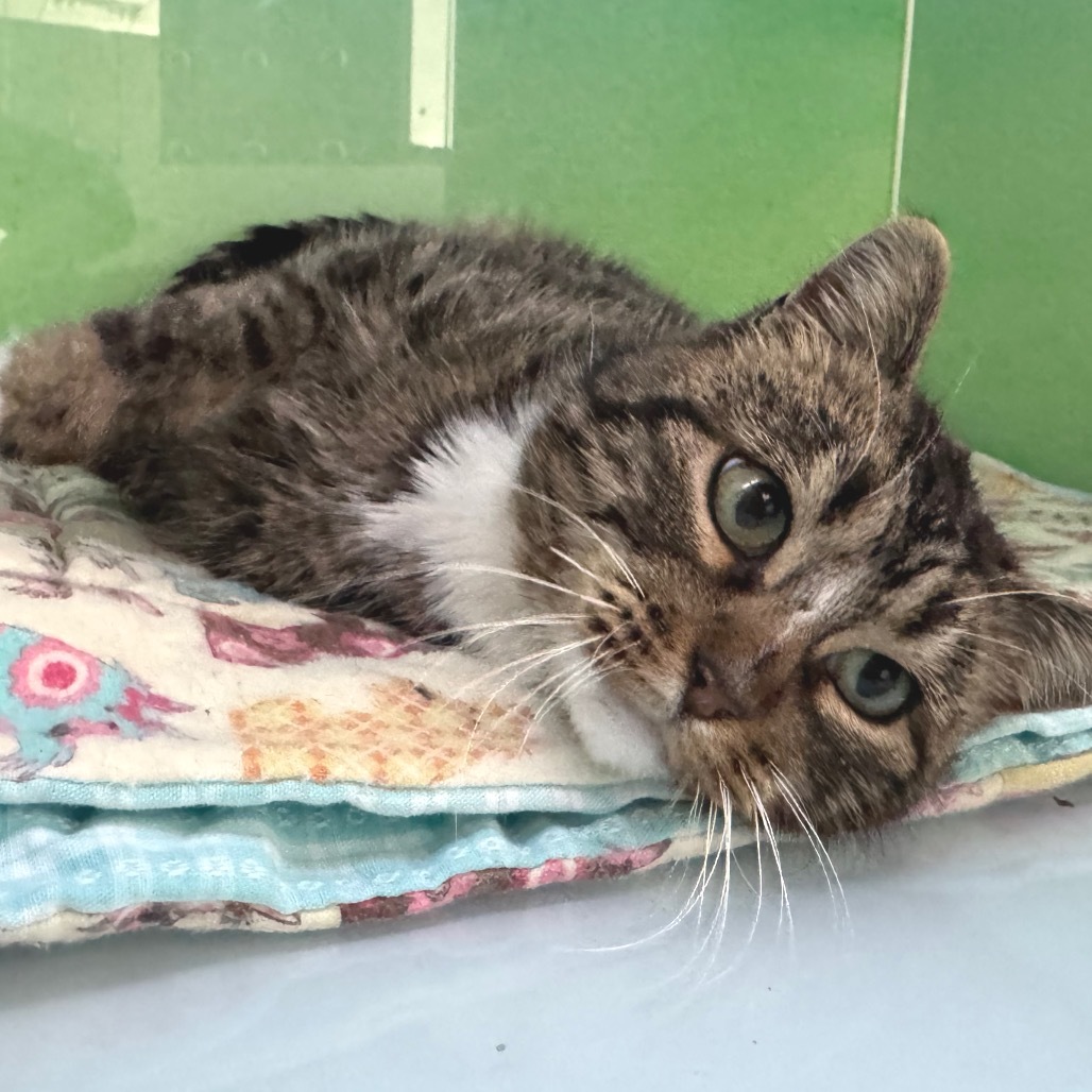 Brookie, an adoptable Domestic Short Hair in Zimmerman, MN, 55398 | Photo Image 1